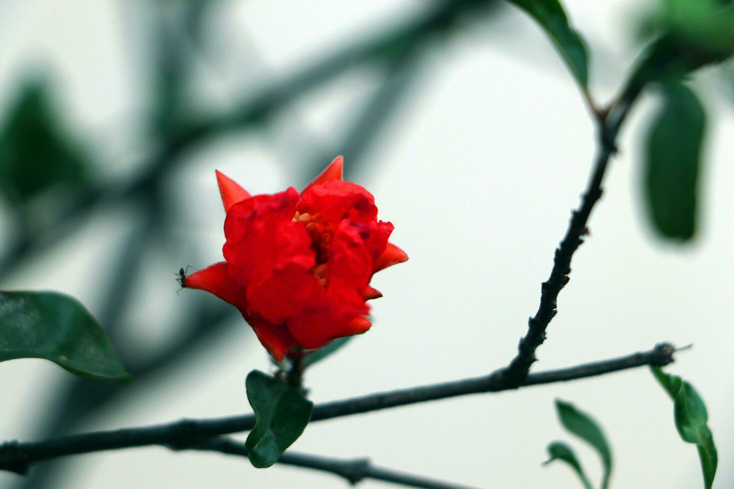 A black ant on a wood rose photo