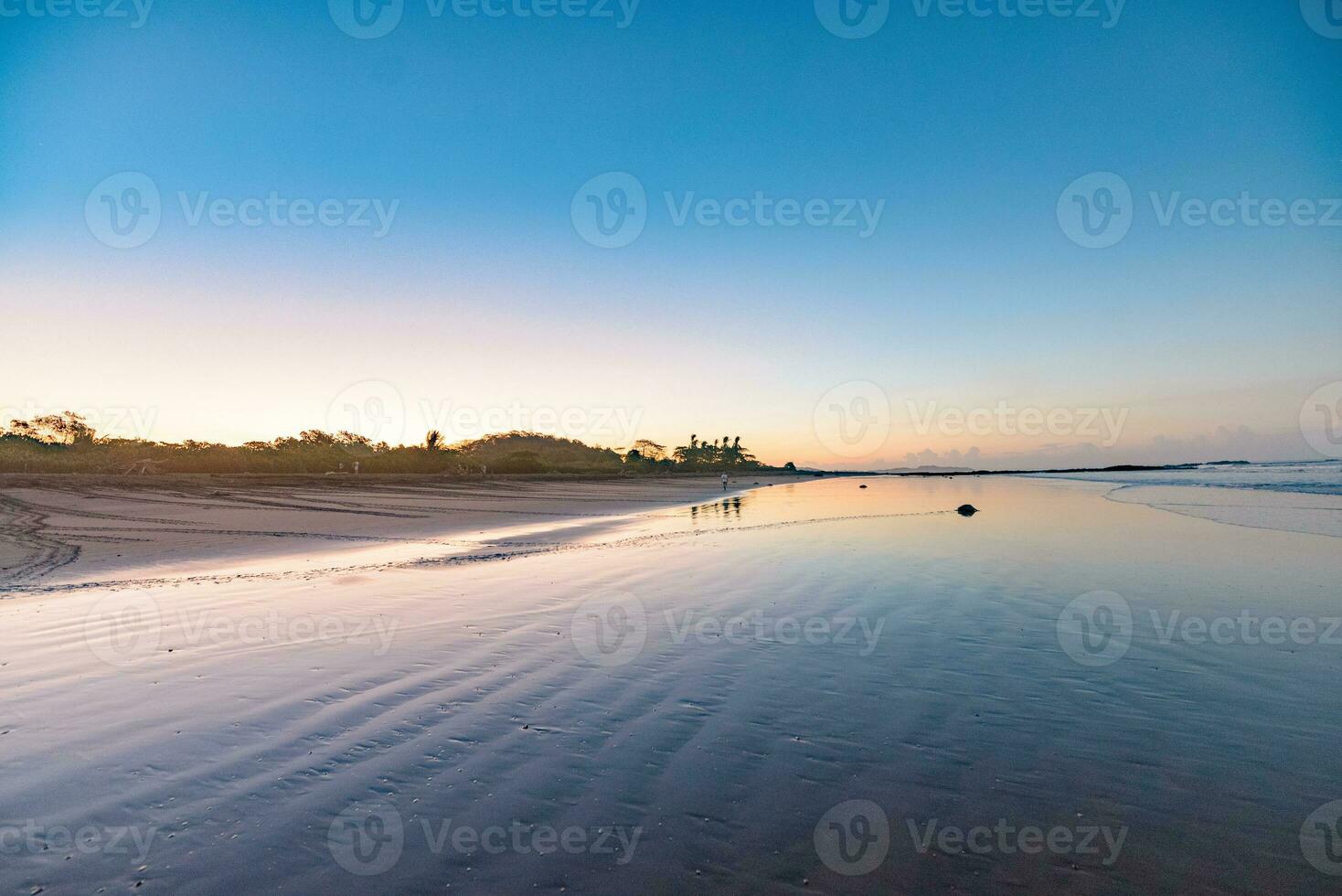 Turtles nesting during sunrise at Ostional beach in Costa Rica photo