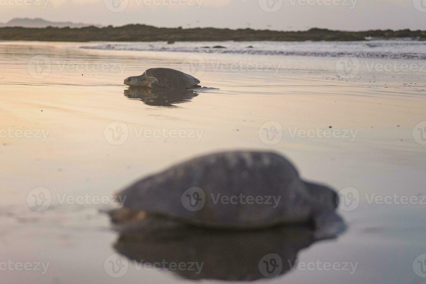 Turtles nesting during sunrise at Ostional beach in Costa Rica photo