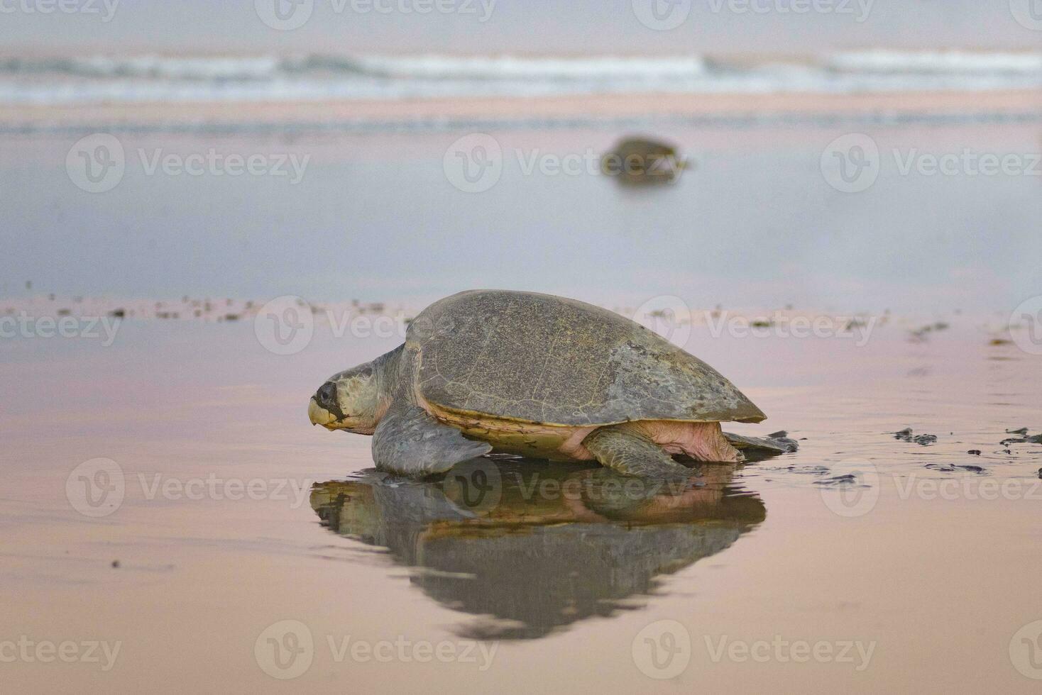 Turtles nesting during sunrise at Ostional beach in Costa Rica photo