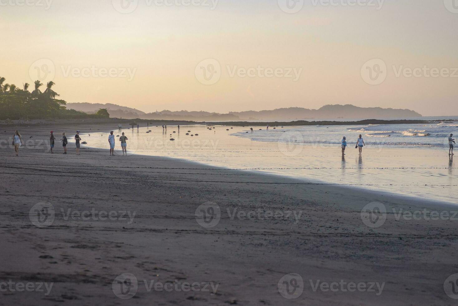 Turtles nesting during sunrise at Ostional beach in Costa Rica photo