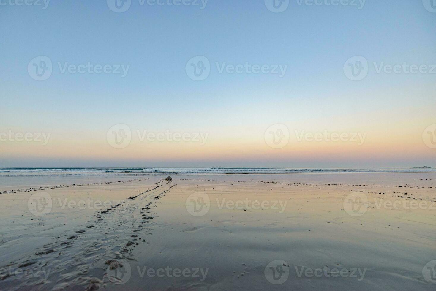 Turtles nesting during sunrise at Ostional beach in Costa Rica photo