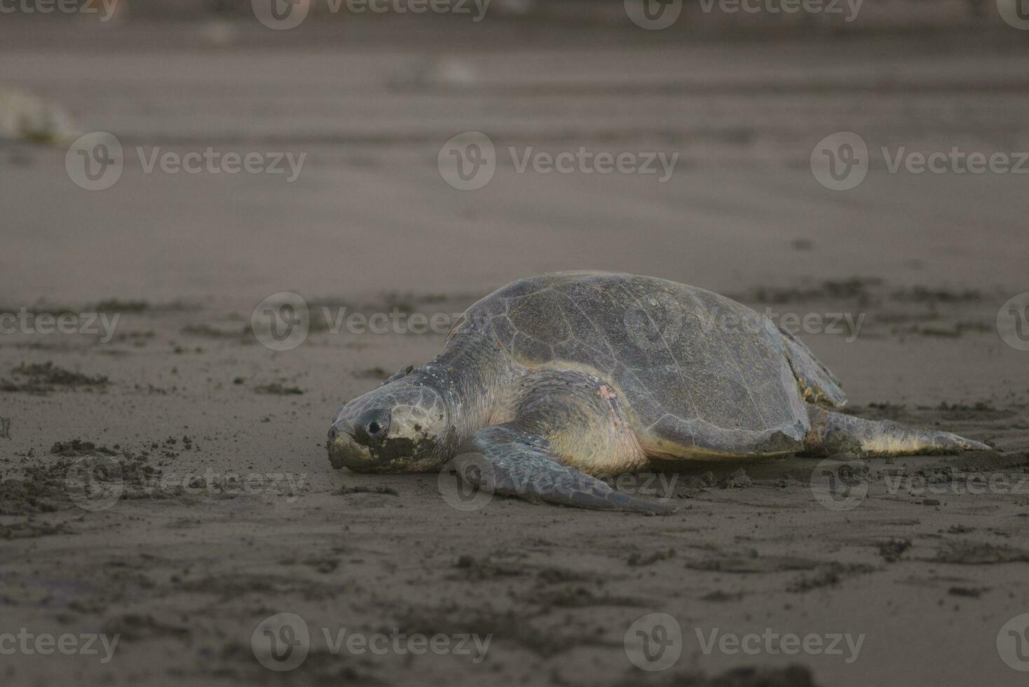 Turtles nesting during sunrise at Ostional beach in Costa Rica photo