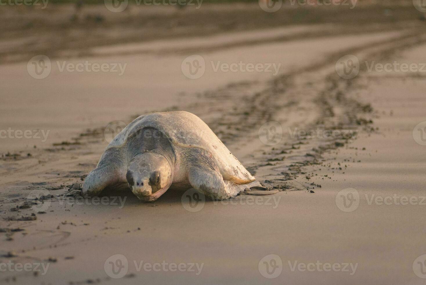 Turtles nesting during sunrise at Ostional beach in Costa Rica photo