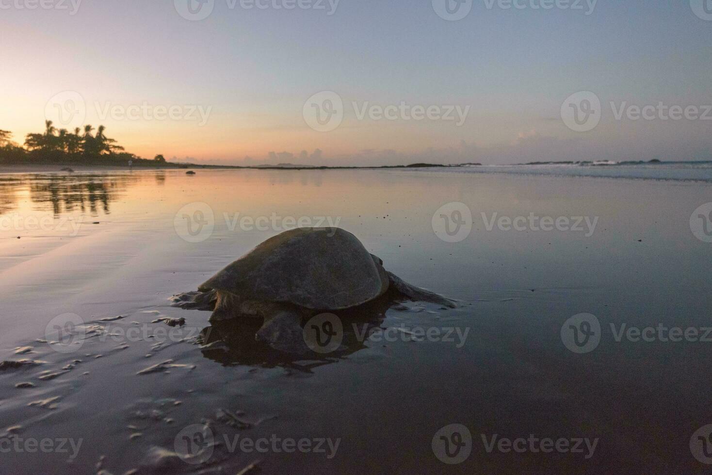 Turtles nesting during sunrise at Ostional beach in Costa Rica photo