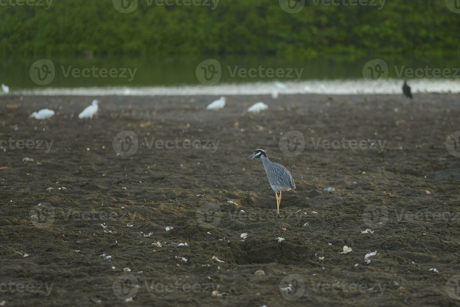 Bird picking up turtle egg shells photo