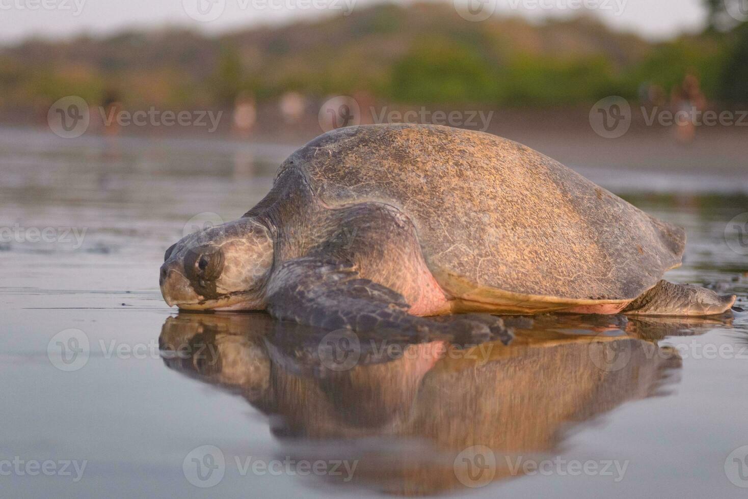 Turtles nesting during sunrise at Ostional beach in Costa Rica photo