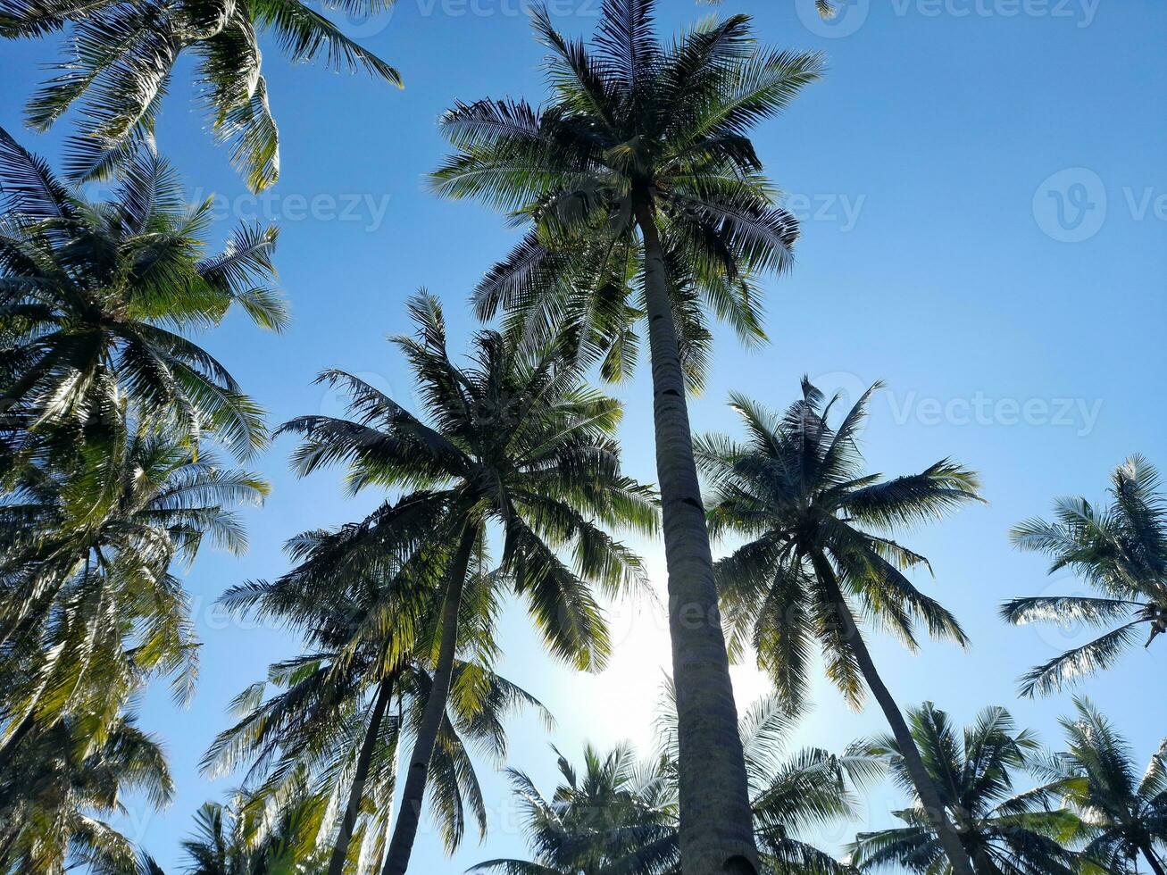 Unique coconut tree leaf pattern on the beach photo