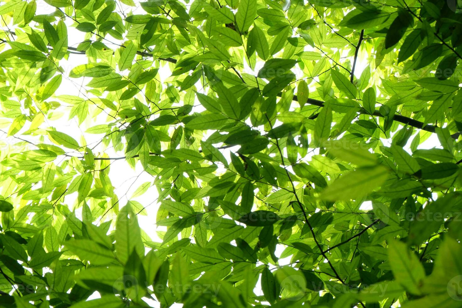 green leaves nature background photo