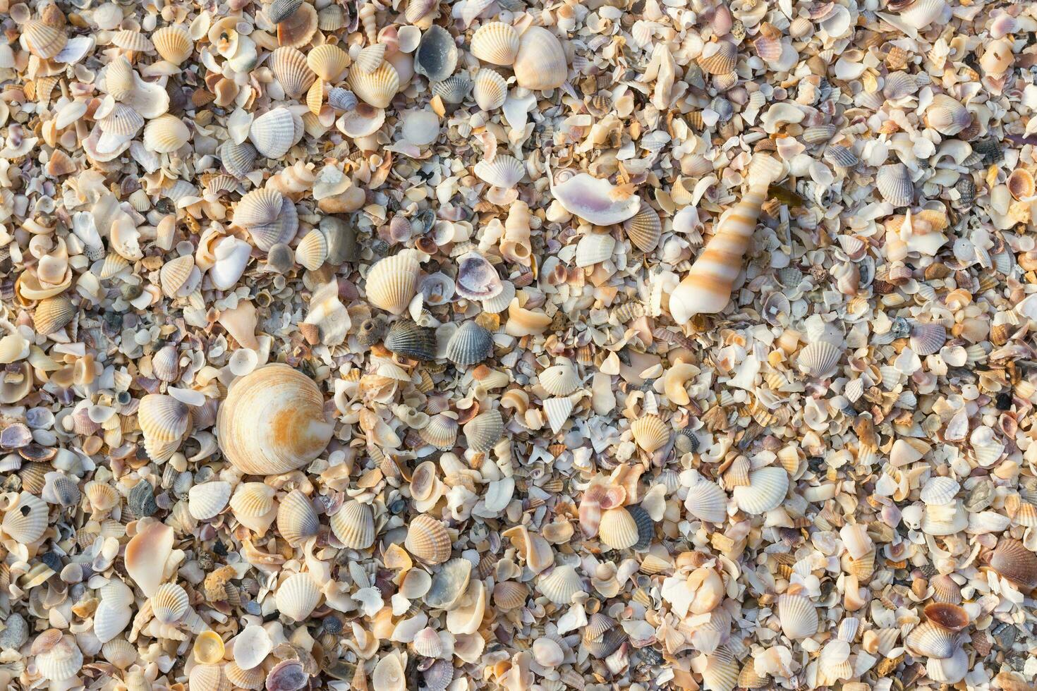 shellfish scrap on the beach photo