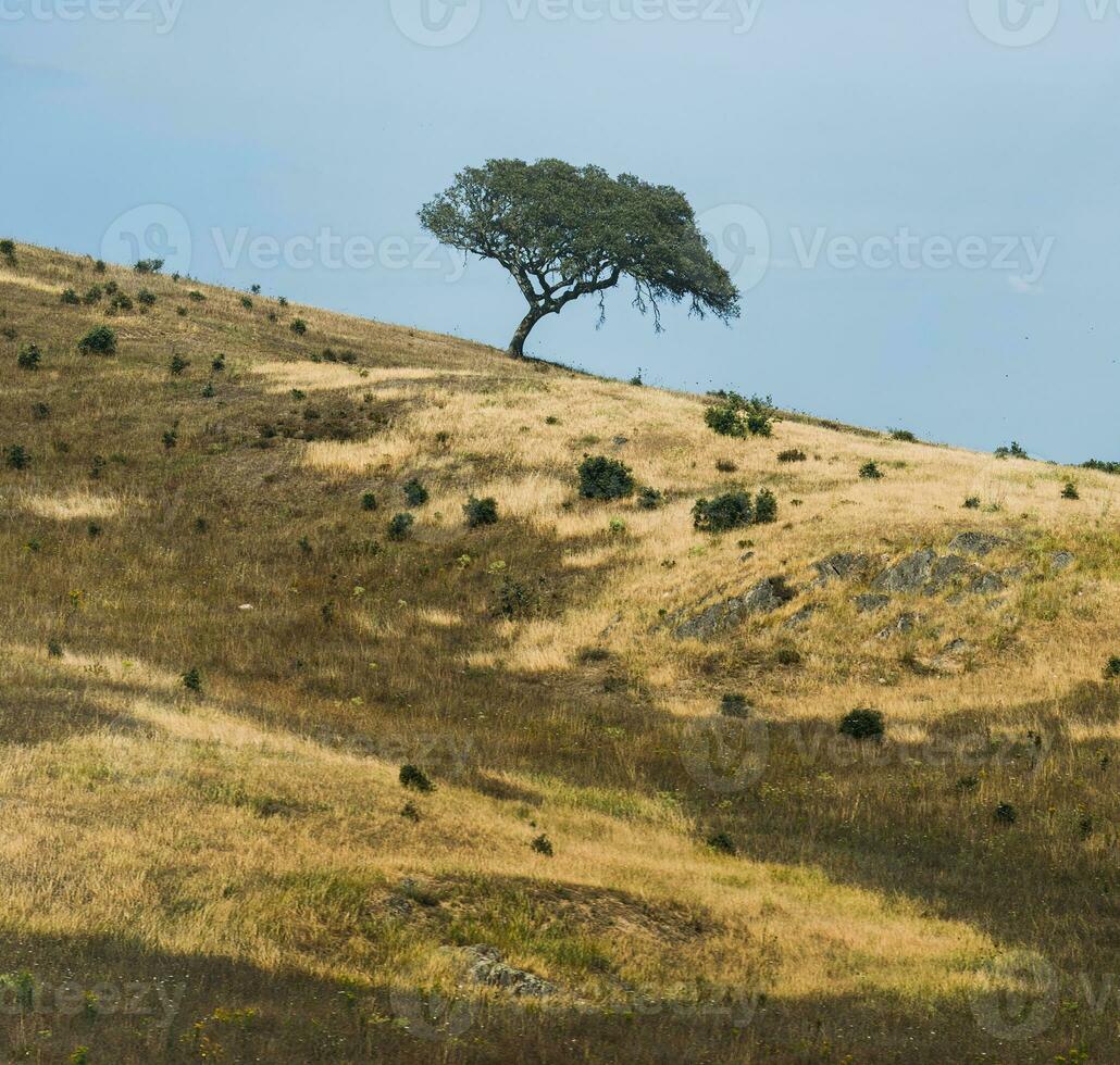 Old cork oak tree on a hill in Alentejo, Portugal photo