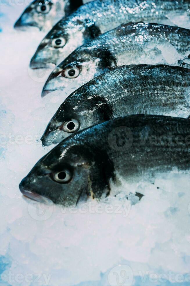 Fresh fish Seabass with ice on iced background photo