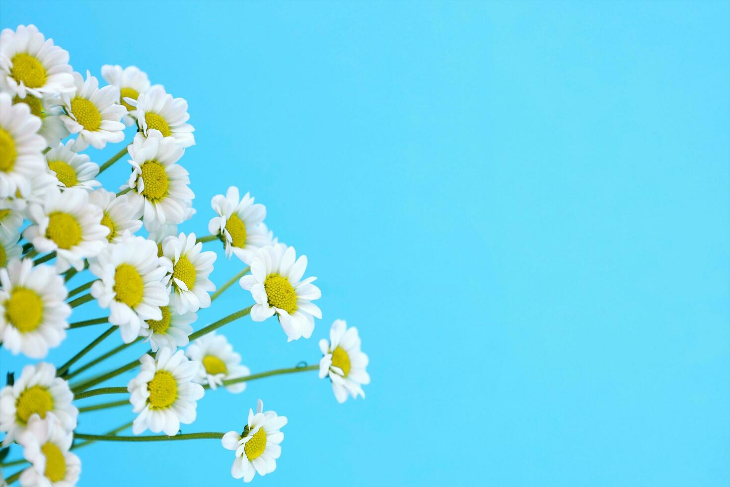 White chamomiles on bright blue background with copy space. Small white chrysanthemums look like daisies. Hello summer and spring holidays concept. photo