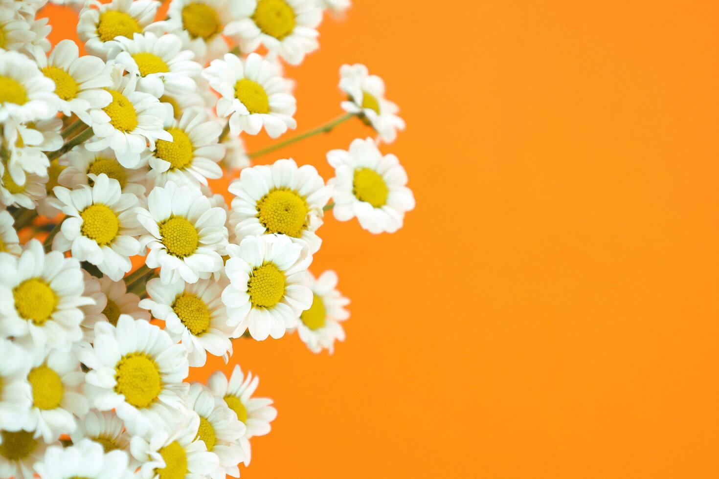 Chamomiles on left side of bright orange background with copy space. Selective focus. Small white chrysanthemums look like daisies. Hello summer and spring holidays concept. photo