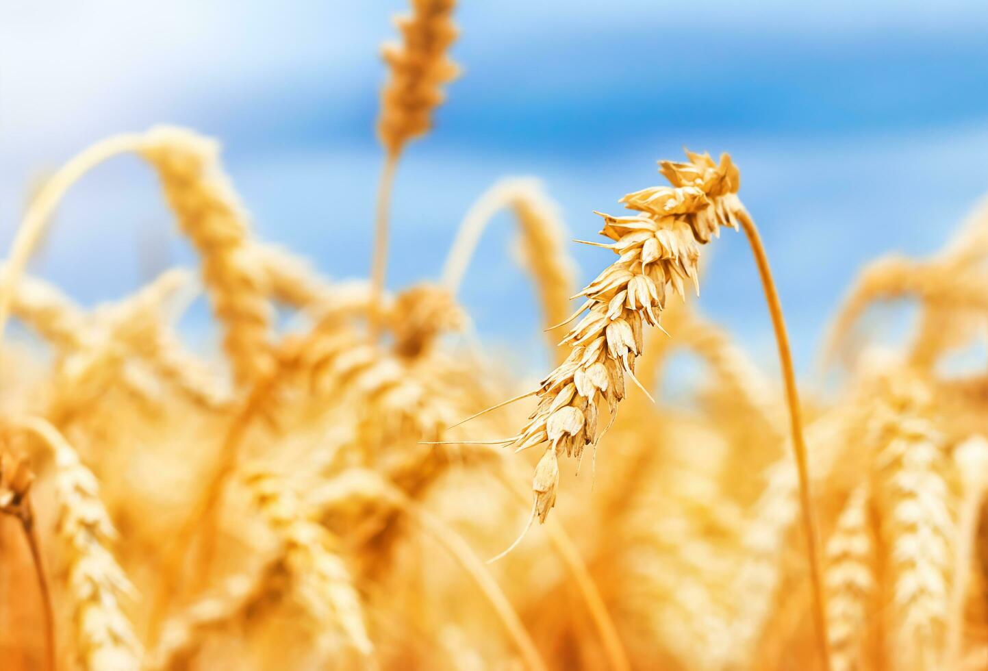 Ears of golden wheat close-up. The concept of a rich harvest. photo