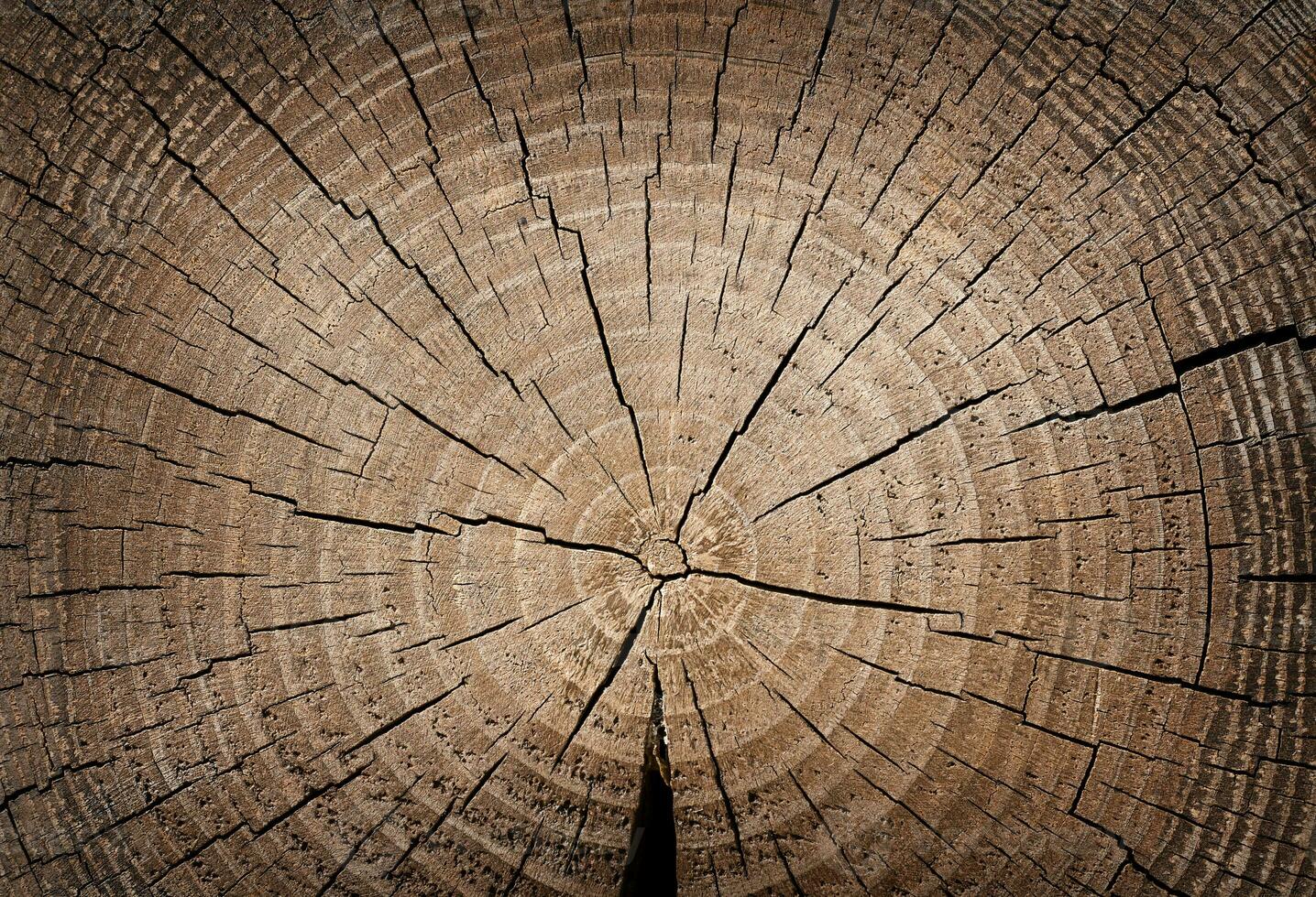 Saw cut from a tree with cracks. Wooden natural background. photo