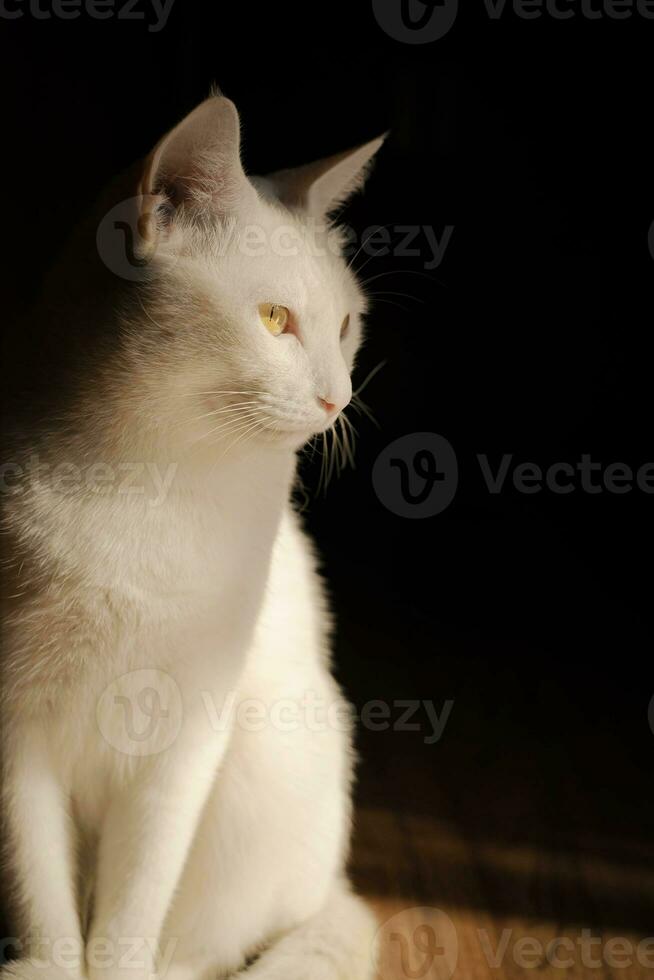 cute white cat sunshine photo
