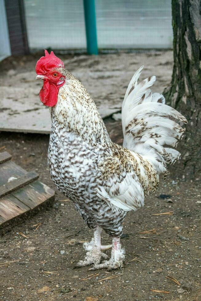 White and speckled rooster of a special breed with a bright red photo