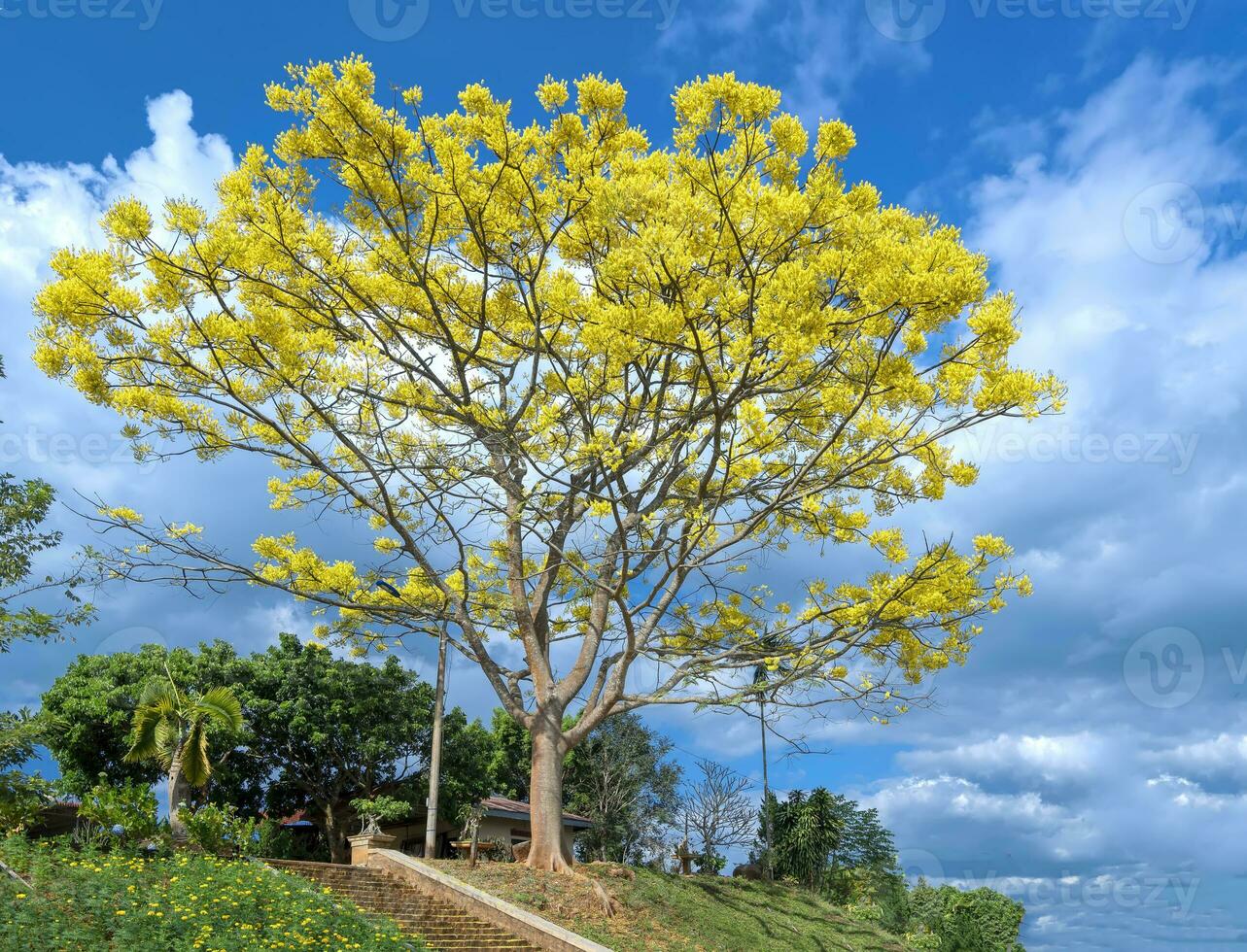 yellow poinciana tree blooms photo