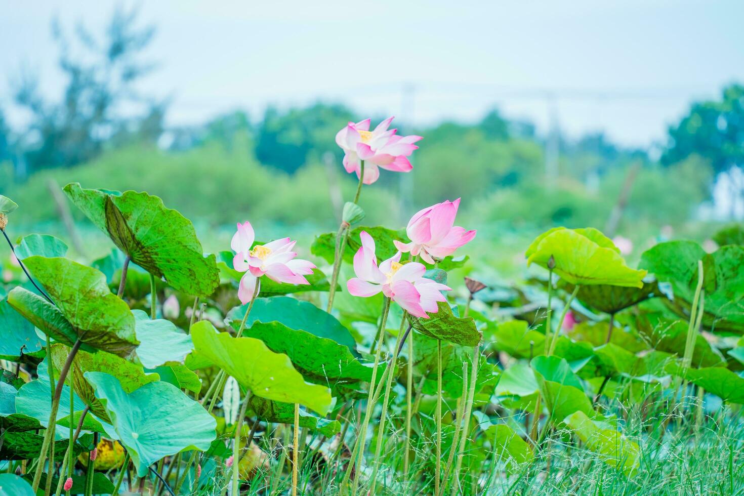 lotus ponds peaceful photo