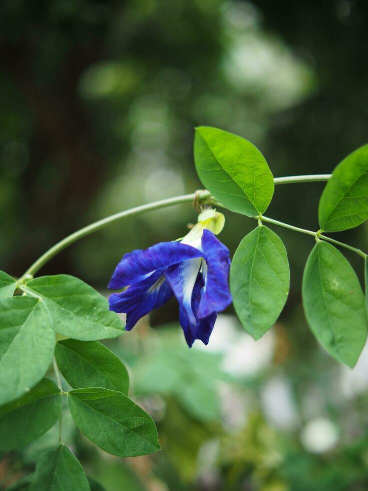 butterfly pea blue flower on bokeh background nature plants photo