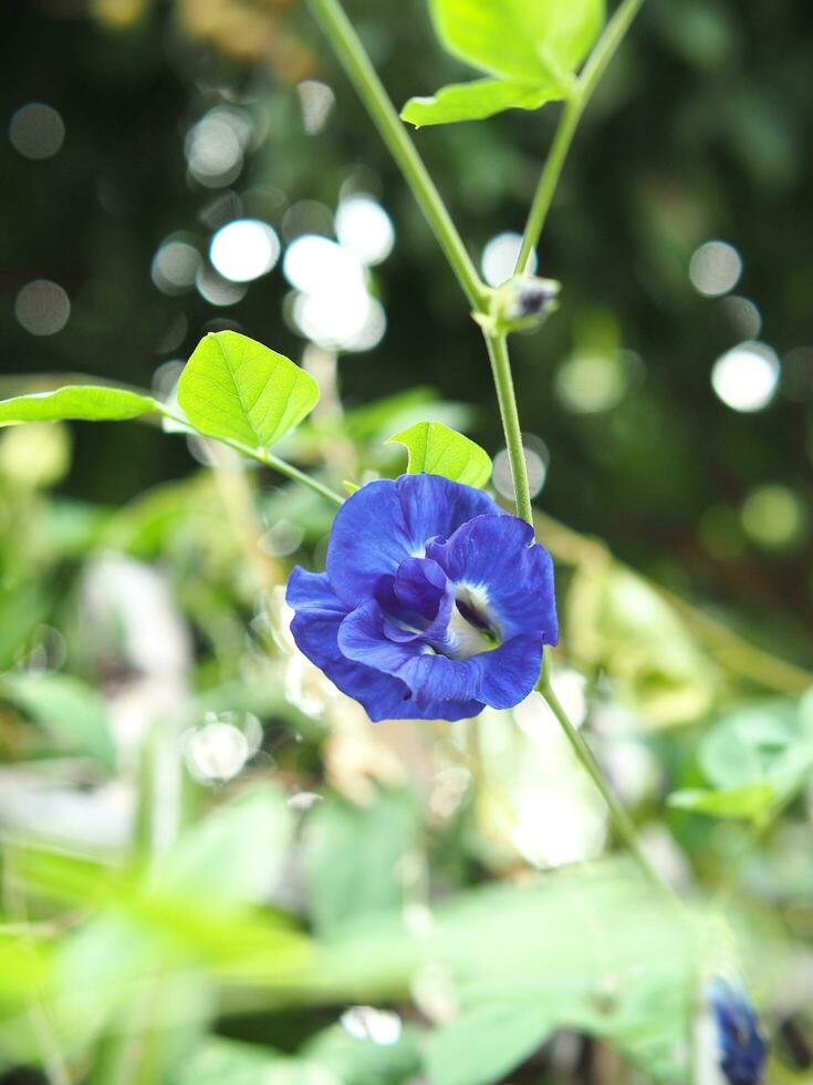 butterfly pea blue flower on bokeh background nature plants photo