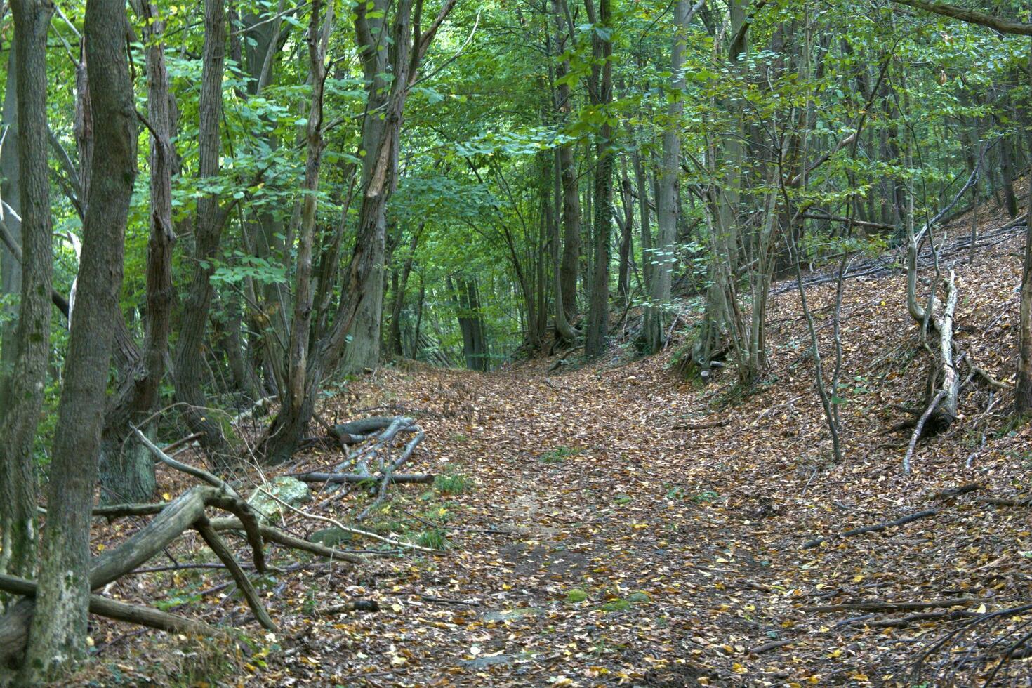 trees and plants of a verdant forest in Liguria in the spring months of 2022 photo