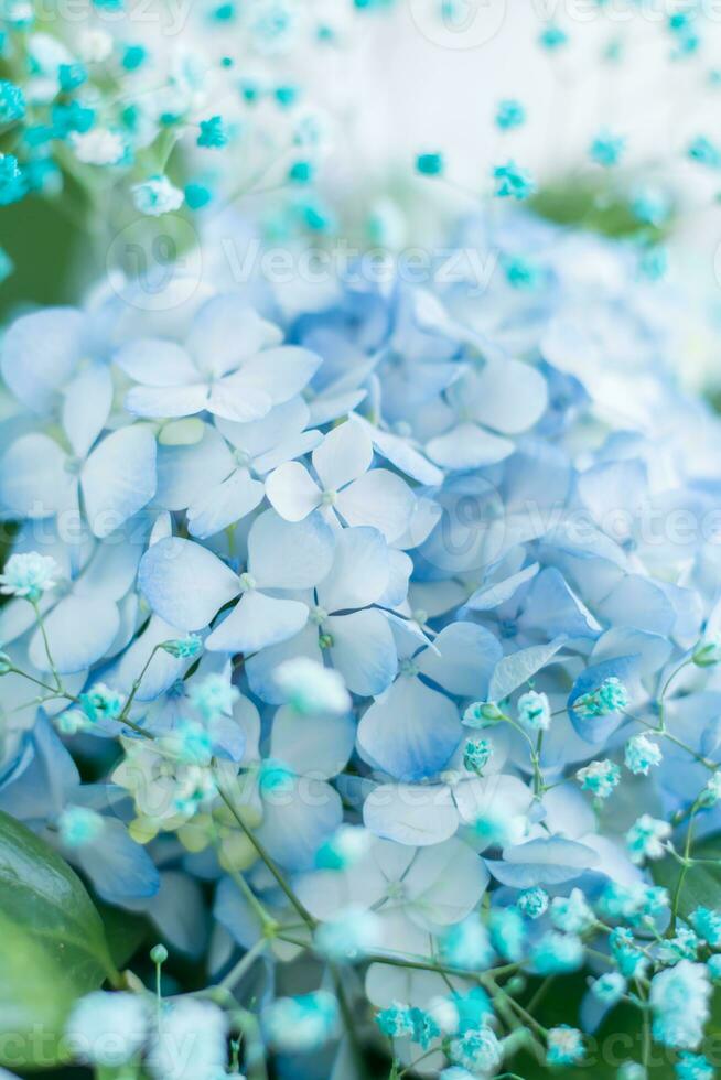 Beautiful floral background of delicate blue hydrangea and green leaves vertical view photo