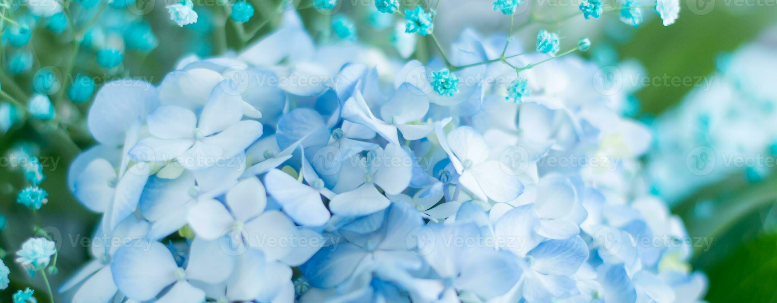 Beautiful floral background of delicate blue hydrangea and green leaves web banner photo