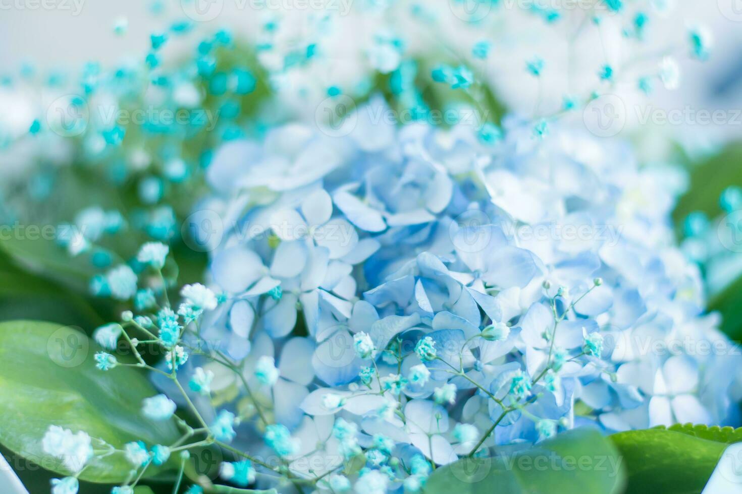 Beautiful floral background of delicate blue hydrangea and green leaves close-up photo