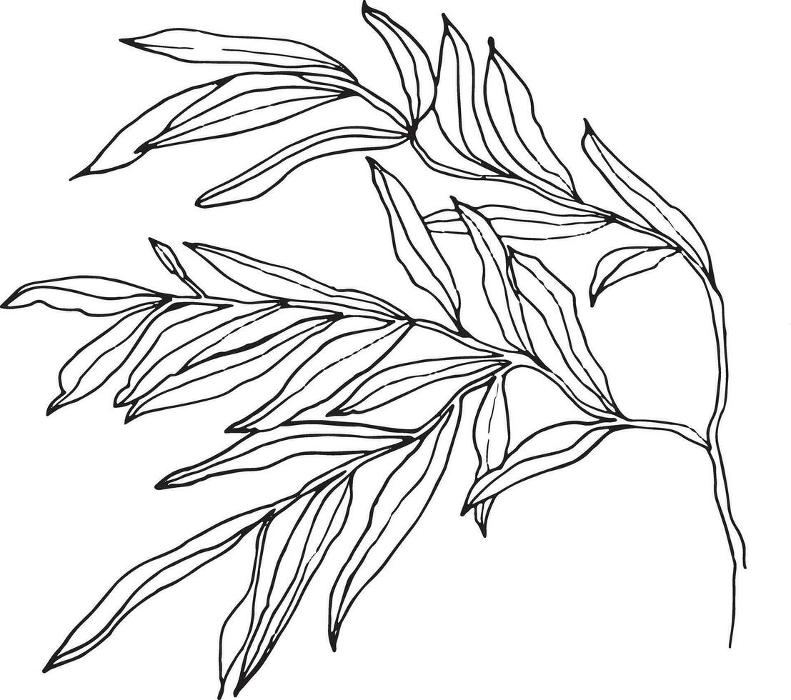 Vector graphics line art branch. A branch is a hand-drawn graphic. Leaves highlighted on a white background. A branch vector for the highlights of greeting card or invitation and logo design