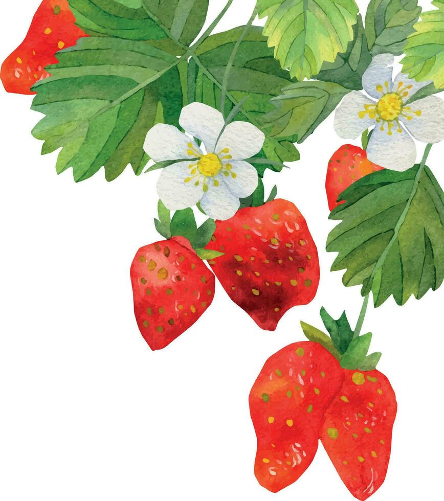 Red strawberry watercolor. Composition with strawberries and white flowers. A slice of red strawberries. vector