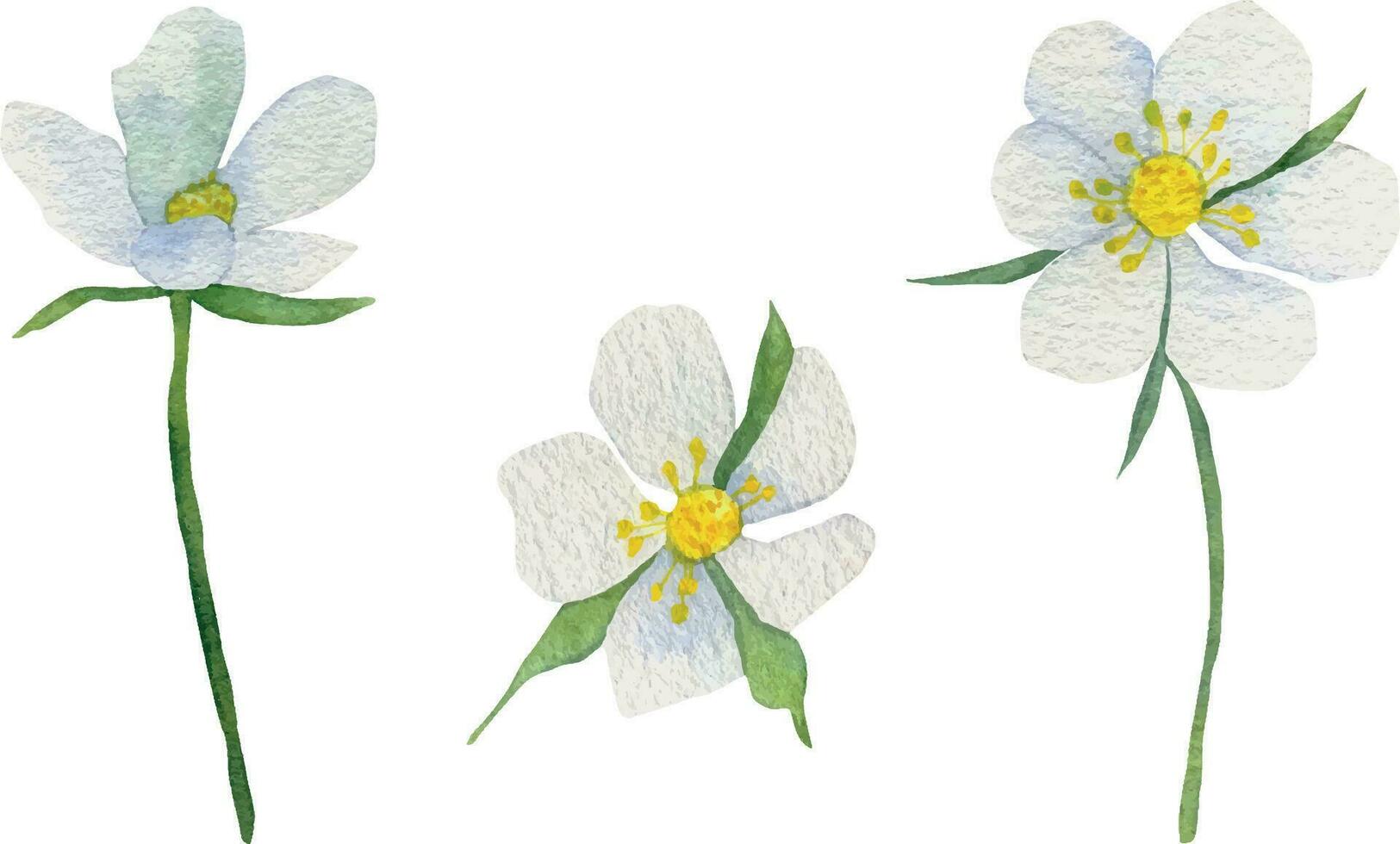 Watercolor white strawberry flowers set. Branches with strawberry flowers highlighted on a white background. Spring flowers for printing, invitations, postcards vector