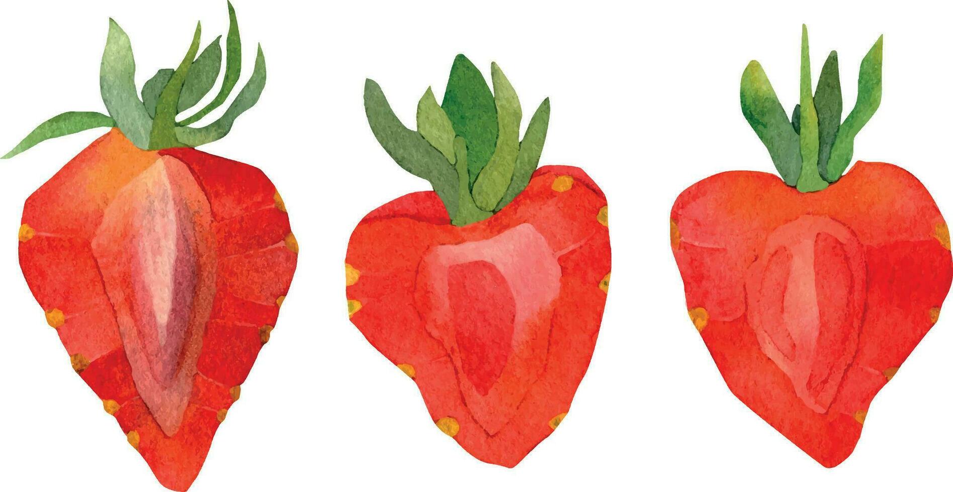 Watercolor strawberry set. The red half of the strawberry is highlighted on a white background. A hand-drawn illustration of food. Fruit print. For postcards, greetings, postcards with a logo. vector