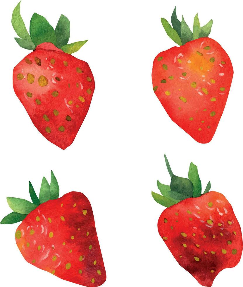 Watercolor strawberry set. Red strawberries highlighted on a white background. Hand drawn food illustration. Fruit print. For greetings, cards, logo. Summer sweet and bright fruits and berries. vector