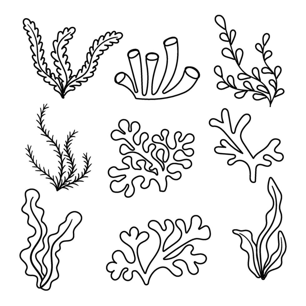 set of seaweed flat vector cartoon illustration on white background