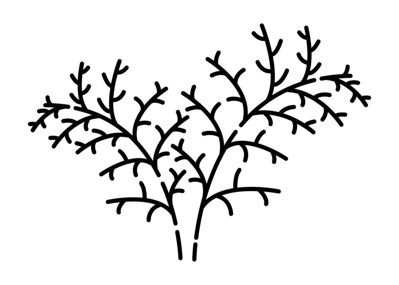 Dill black and white vector line illustration