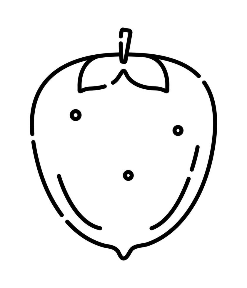 Persimmon black and white vector line icon