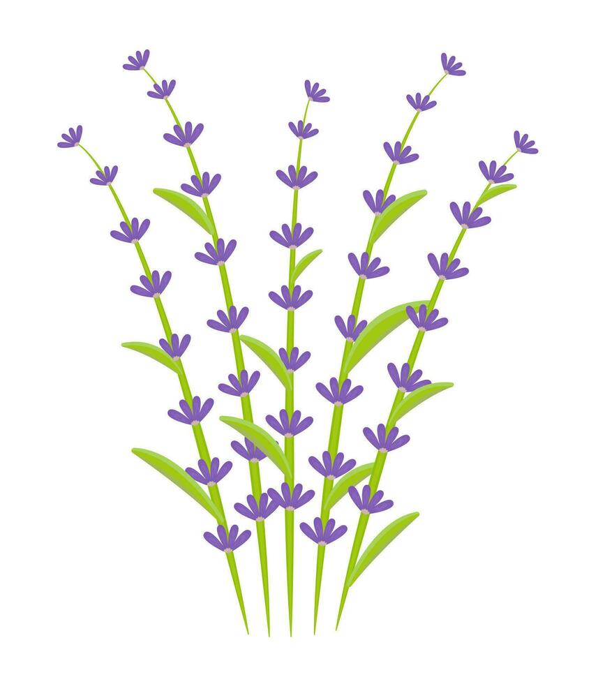 ramo de flores de lavanda, cinco leña menuda, vistoso ilustración vector