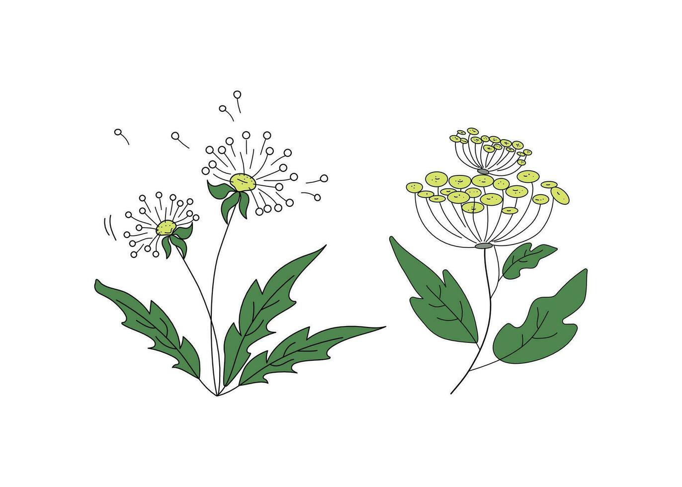 Flowers sketch, doodle. Contour Drawing meadow flowers. Set.  Vector illustration on white isolated background.