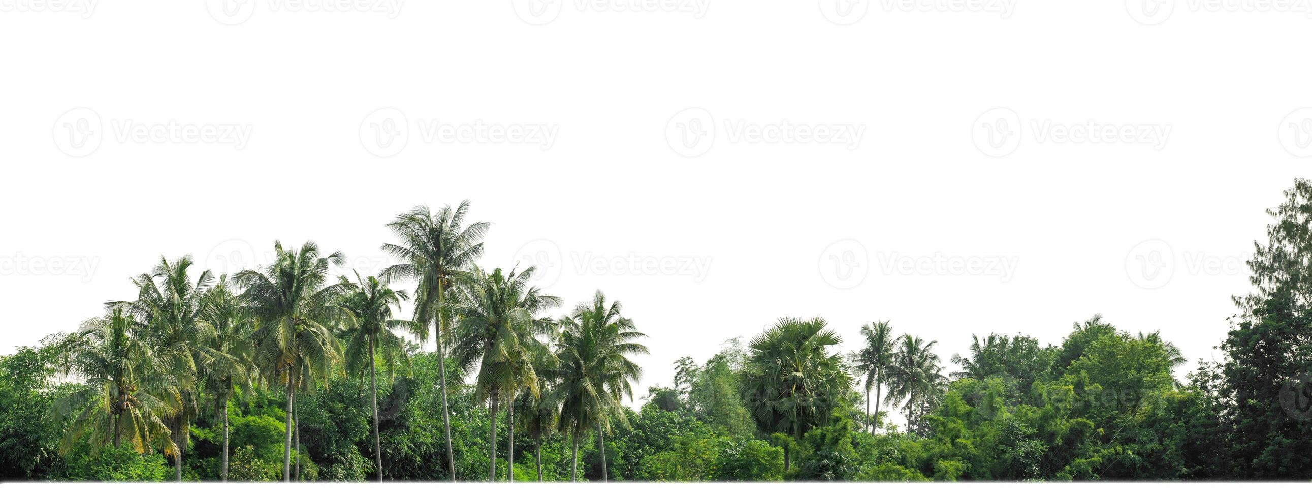 Green Trees isolated on white background. are Forest and foliage in summer for both printing and web pages with cut path and alpha channel photo