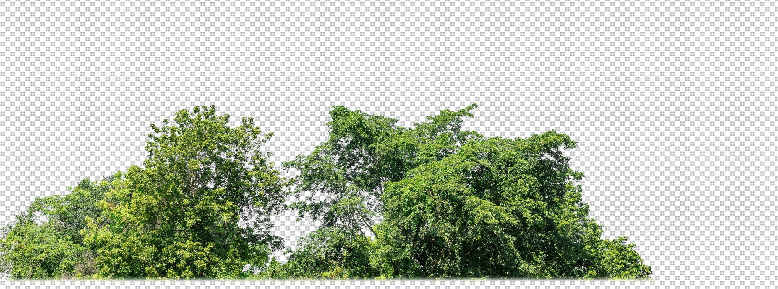 Green trees isolated on transparent background forest and summer foliage for both print and web with cut path and alpha channel photo