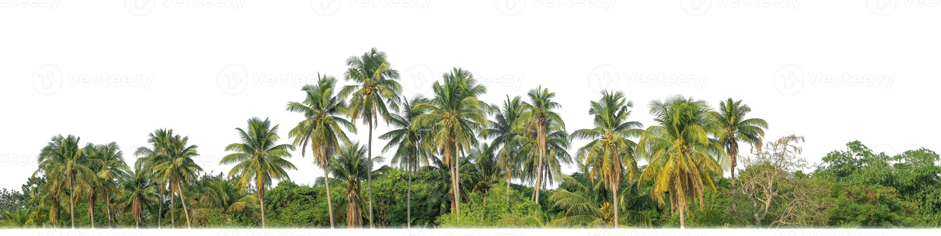 Palm trees in summer on white background with clipping path and alpha channel. photo