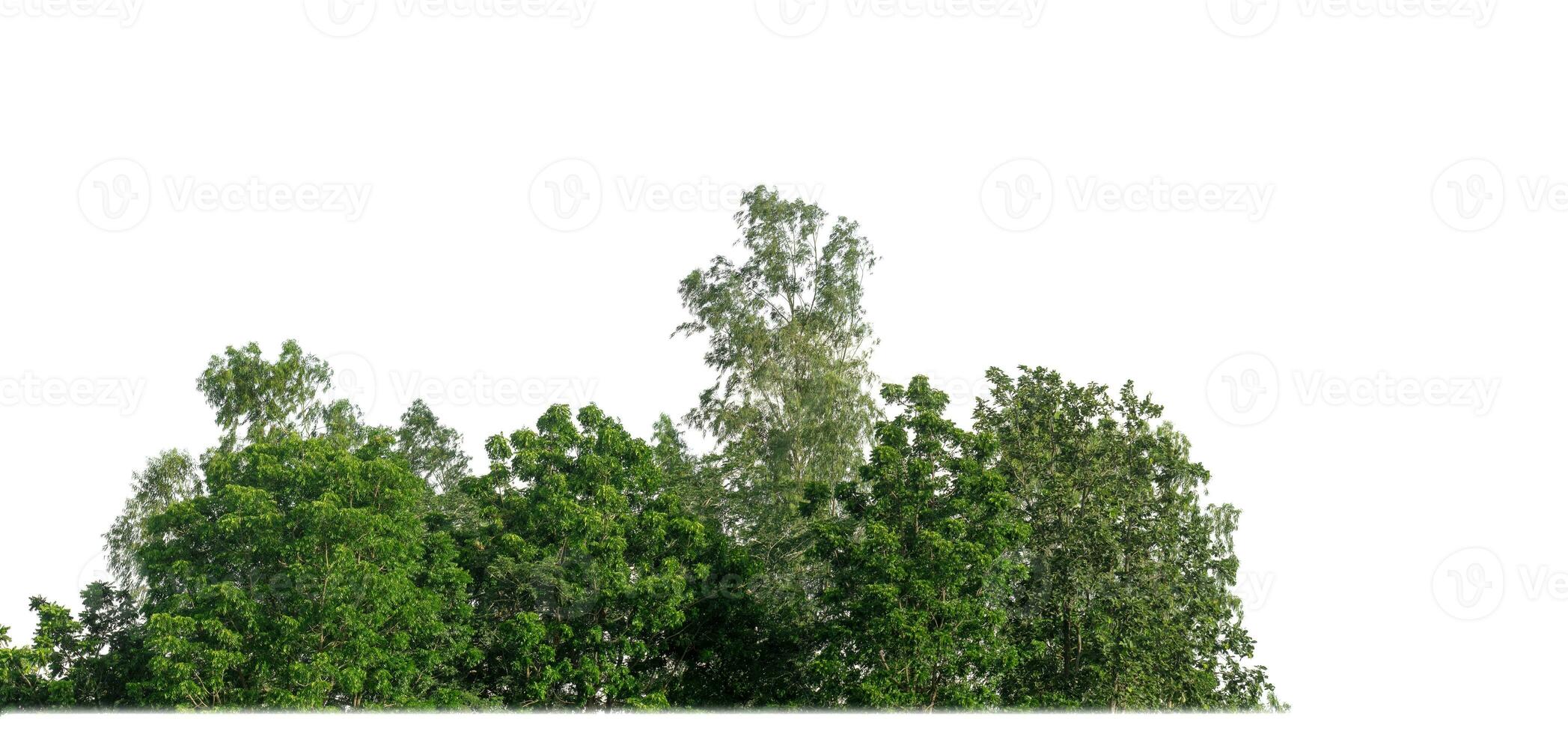 Green Trees isolated on white background. are Forest and foliage in summer for both printing and web pages with cut path and alpha channel photo