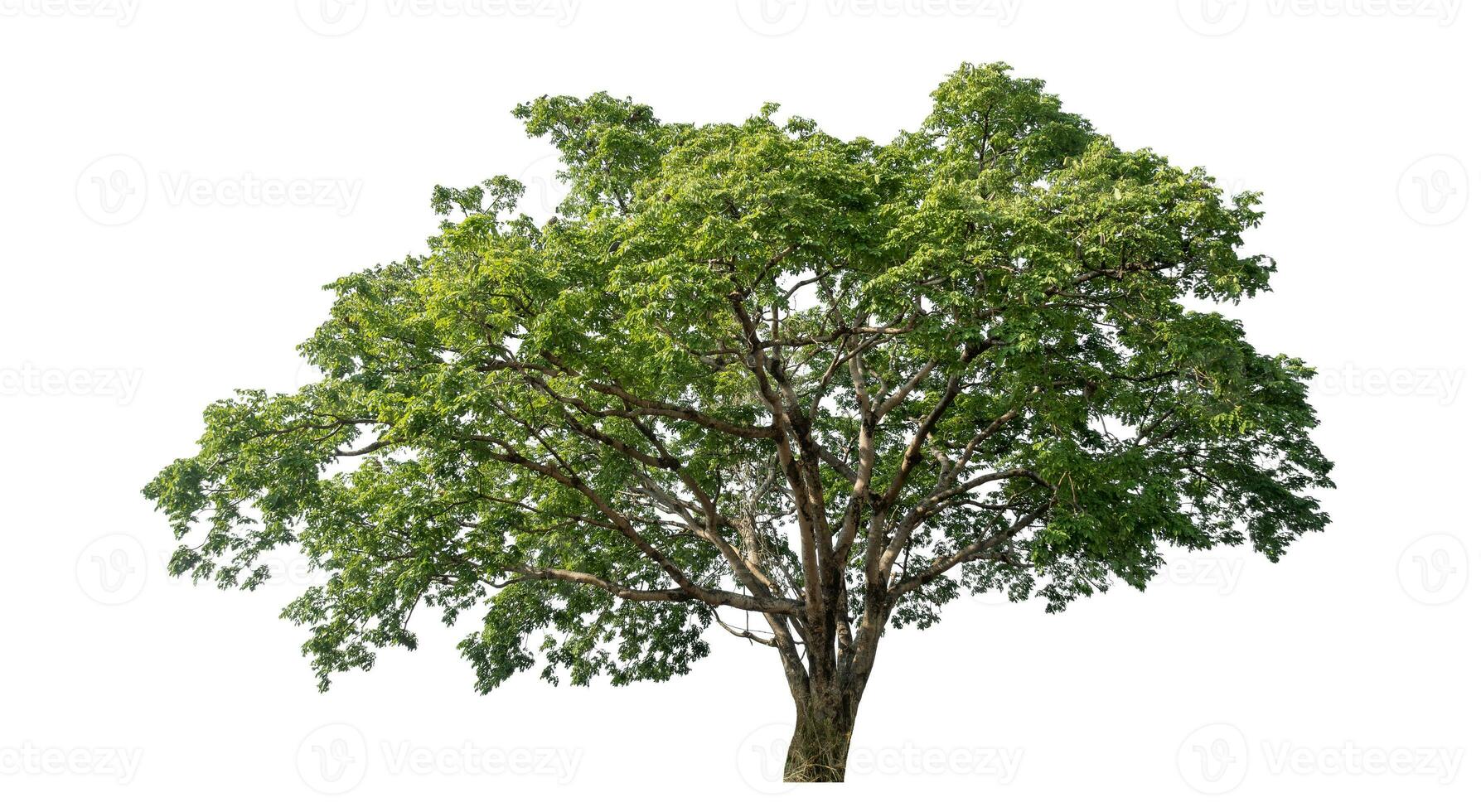 árbol verde aislado sobre fondo blanco. foto