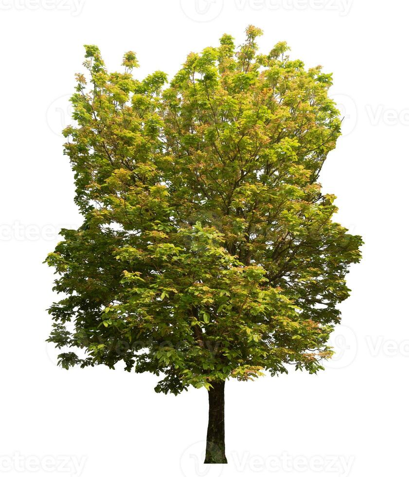 tree isolated on white background. photo