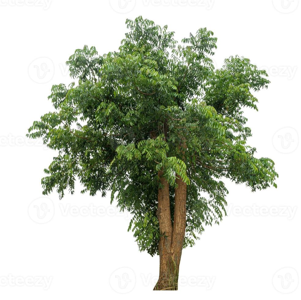 Green tree isolated on white background. photo