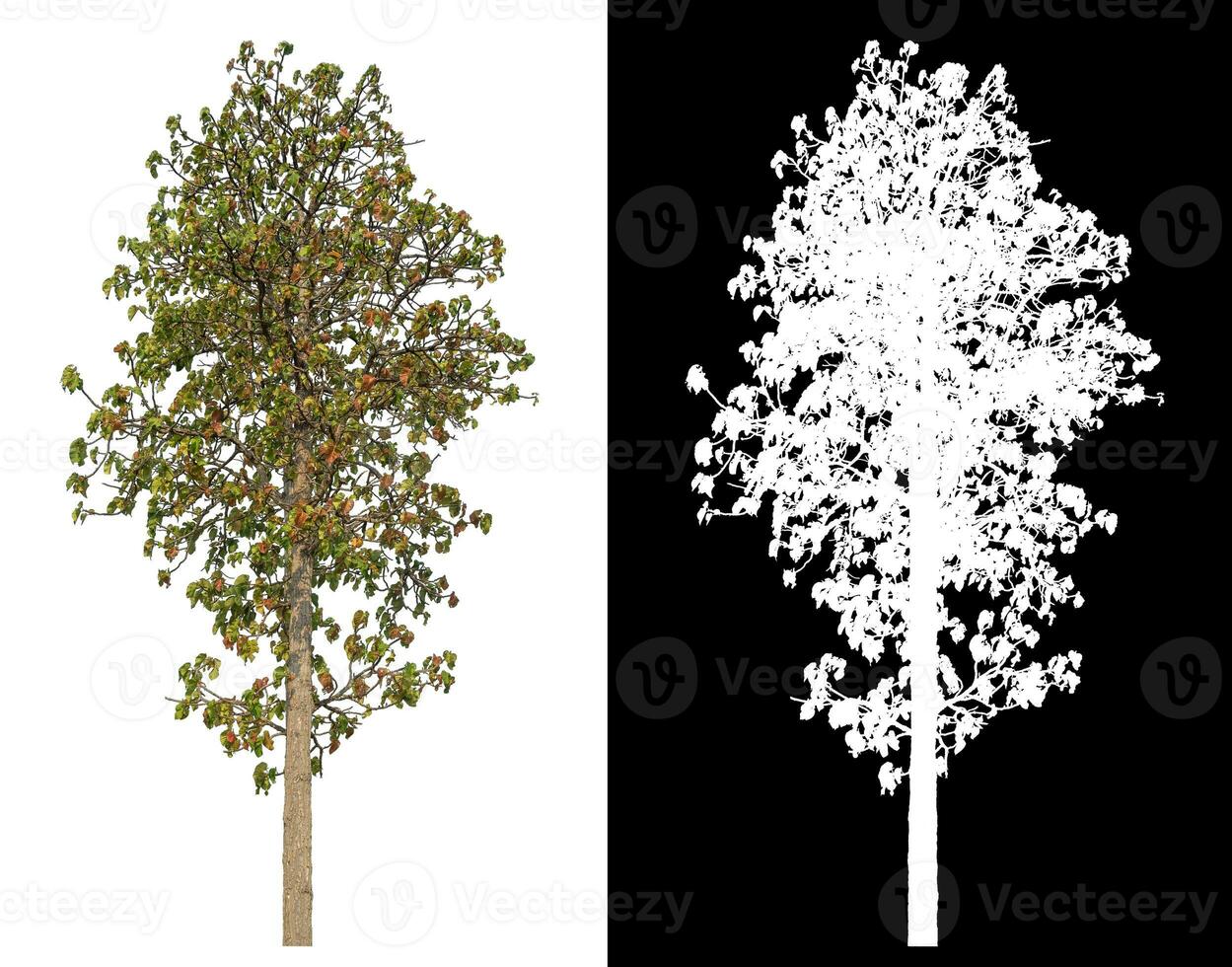 Isolated single tree with clipping path and alpha channel on black background. photo