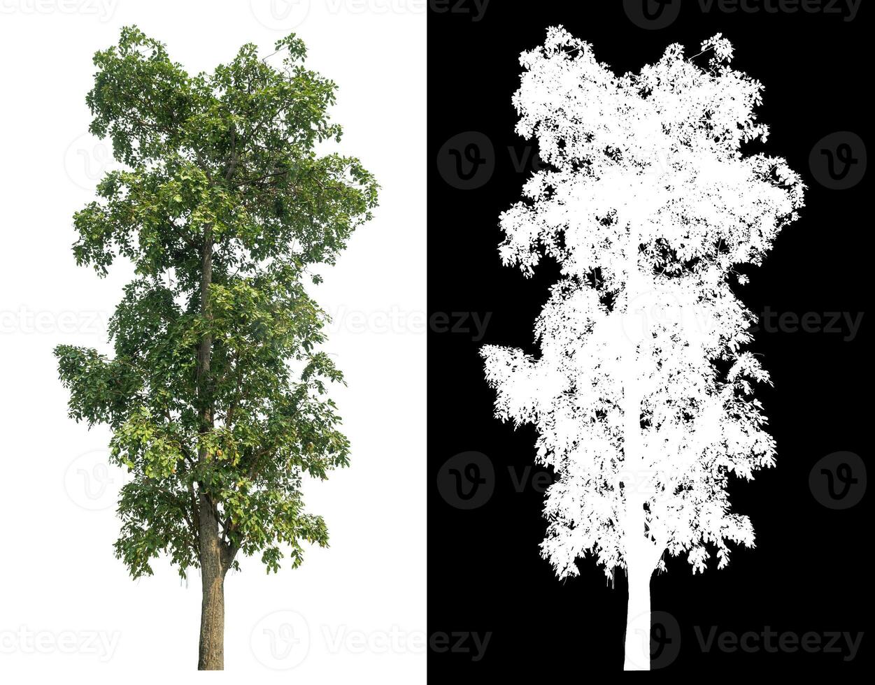 Isolated single green tree with clipping path and alpha channel on black background. photo