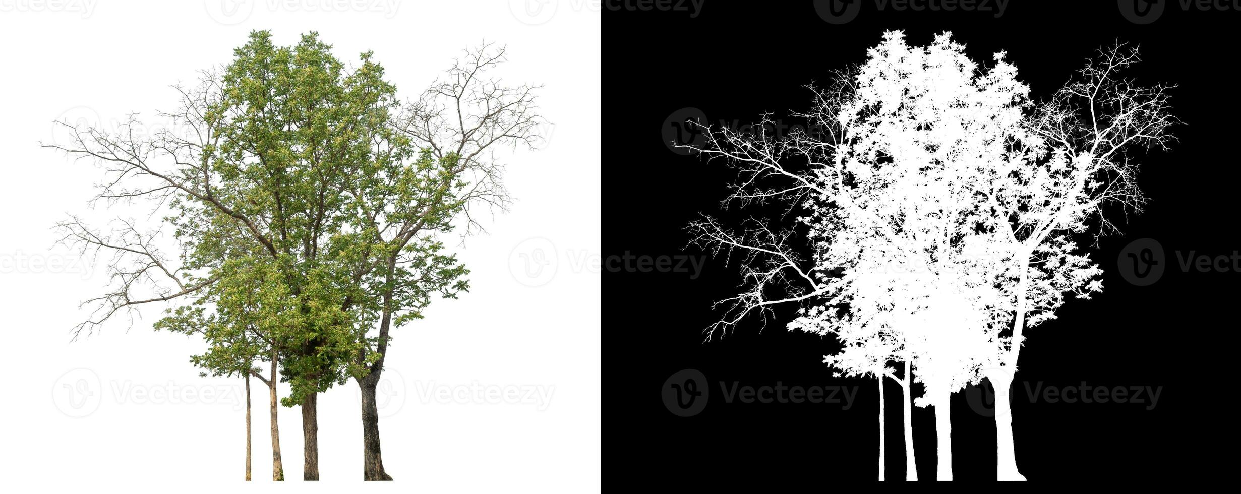 Isolated single tree with clipping path and alpha channel on black background. photo